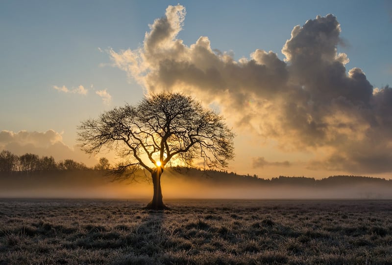 Silhouette of a person in a peaceful setting